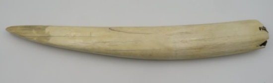 Large 21.5" Walrus Ivory Tusk W/ Identification Band