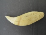 Unusual Whale Ivory/Bone Tooth with Roots