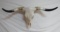 Authentic Longhorn Bull Steer Taxidermy Skull w/ Horns