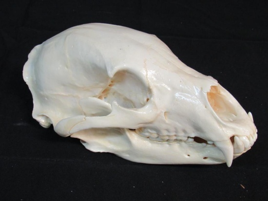 Vintage Authentic 10" Black Bear Skull (Complete)