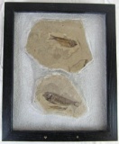 Framed Exhibit Prehistoric Specimen 