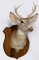 Vintage Taxidermy Shoulder Mount 8 Point Buck Whitetail Deer