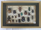 Excellent Framed Mounted Insect Display- (HUGE INSECTS!!)