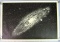 NASA 1958 Astro Murals Great Nebula in Andromeda Poster
