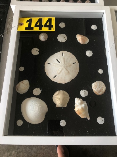 Shadow box of sea shells  NO SHIPPING