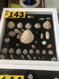 Shadow box of sea shells  NO SHIPPING