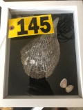 Shadow box of sea shells  NO SHIPPING