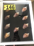 Shadow box of sea shells  NO SHIPPING