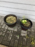 (2) Flower pots  NO SHIPPING