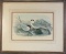 STERNA MACRURA BY J GOULD 19th C. ENGRAVING
