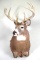 WHITETAIL BUCK MOUNT