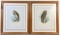 PAIR OF ANTIQUE J. WOLF OWL ENGRAVINGS