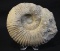HUMONGOUS 14lb AMMONITE FOSSIL