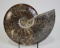 HUGE POLISHED AMMONITE FOSSIL