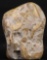 LARGE AMMONITE & MIXED FOSSILS AGGREGATE
