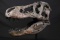 CAST RESIN DINOSAUR SKULL MOUNTED ON METAL BASE