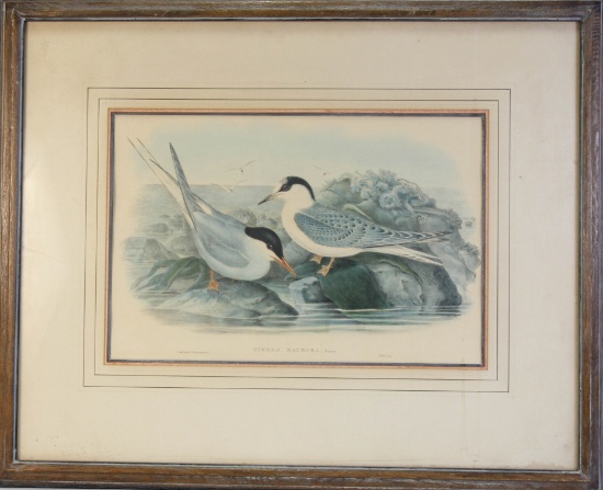 STERNA MACRURA BY J GOULD 19th C. ENGRAVING