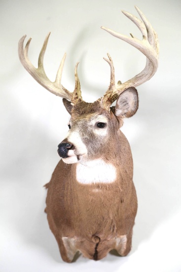 WHITETAIL BUCK MOUNT