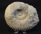 HUMONGOUS 14lb AMMONITE FOSSIL