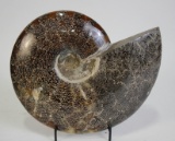 HUGE POLISHED AMMONITE FOSSIL