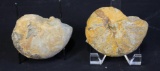 SET OF 2 MEDIUM AMMONITE FOSSILS