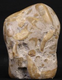 LARGE AMMONITE & MIXED FOSSILS AGGREGATE