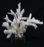 WHITE CORAL ON LUCITE BASE