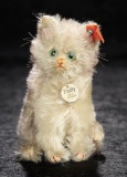 German Curly Mohair White Kitten 