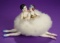 Rare German Porcelain Double Half-Doll with Powder Puff by Dressel & Kister 800/1100