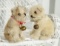 German White Mohair 