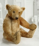 Grand Early-Period Very Rare German Exhibition Mohair Teddy,Steiff, Blank Button in Ear 3500/4500