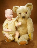 English Mohair Teddy Bear by Merrythought 400/500