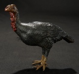 Neapolitan Fowl with Detailed Feathering 700/900