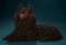 French Paper Mache Salon Dog with Lush Black Curly Mohair Coat 500/700
