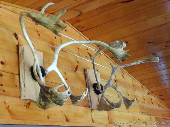 Bull and cow caribou antlers. Larger is nearly 39" at widest.