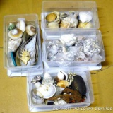 Four shoe box size totes filled with all kinds of sea shells.