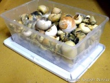 Shoe box size tote filled with pretty shells - almost look polished.