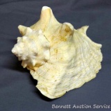 Beautiful conch shell measures approx. 8