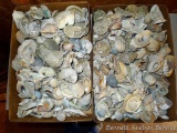 Large assortment of seashells - great for projects