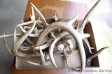Collection of whitetail deer antlers are great for craft projects. Largest is approx. 20