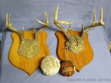Two whitetail deer racks, each are eight point and nicely mounted. Plus two decorative natural