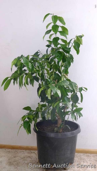 Large orange tree stands just over 5' tall, includes rolling cart. Plant appears nice and healthy.