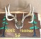 Whitetail Mounted Antlers: Beautiful 10-point antlers on unique carved wood base, 14-3/4