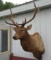 No Shipping. Elk Mount: Shoulder Elk Mount, beautiful 6 x 7. Hide is mismatched in the lower area