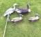 Decoys: Two Mallard ducks, one Canadian goose and one Great Blue heron.