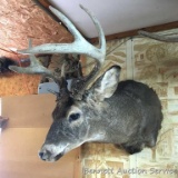 No Shipping. Whitetail Shoulder Mount: Nice whitetail deer mount, sneak pose, one typical 8-point