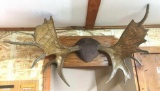 Moose Antlers: Very nice palmated moose antlers mounted on Oak. Wonderful addition to the man-cave