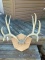 Nice 10 point deer antlers measure approx. 16