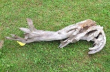 Neat piece of driftwood, 50