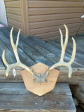 Nice 10 point deer antlers measure approx. 16